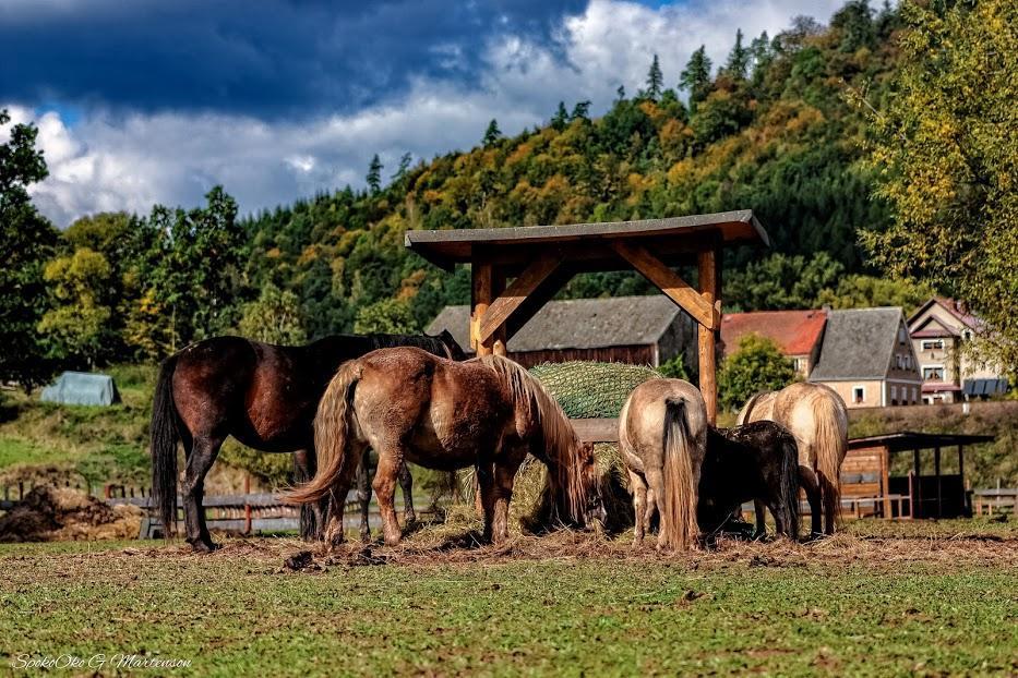 Wsiowa Chata Сцинавка-Ґурна Екстер'єр фото